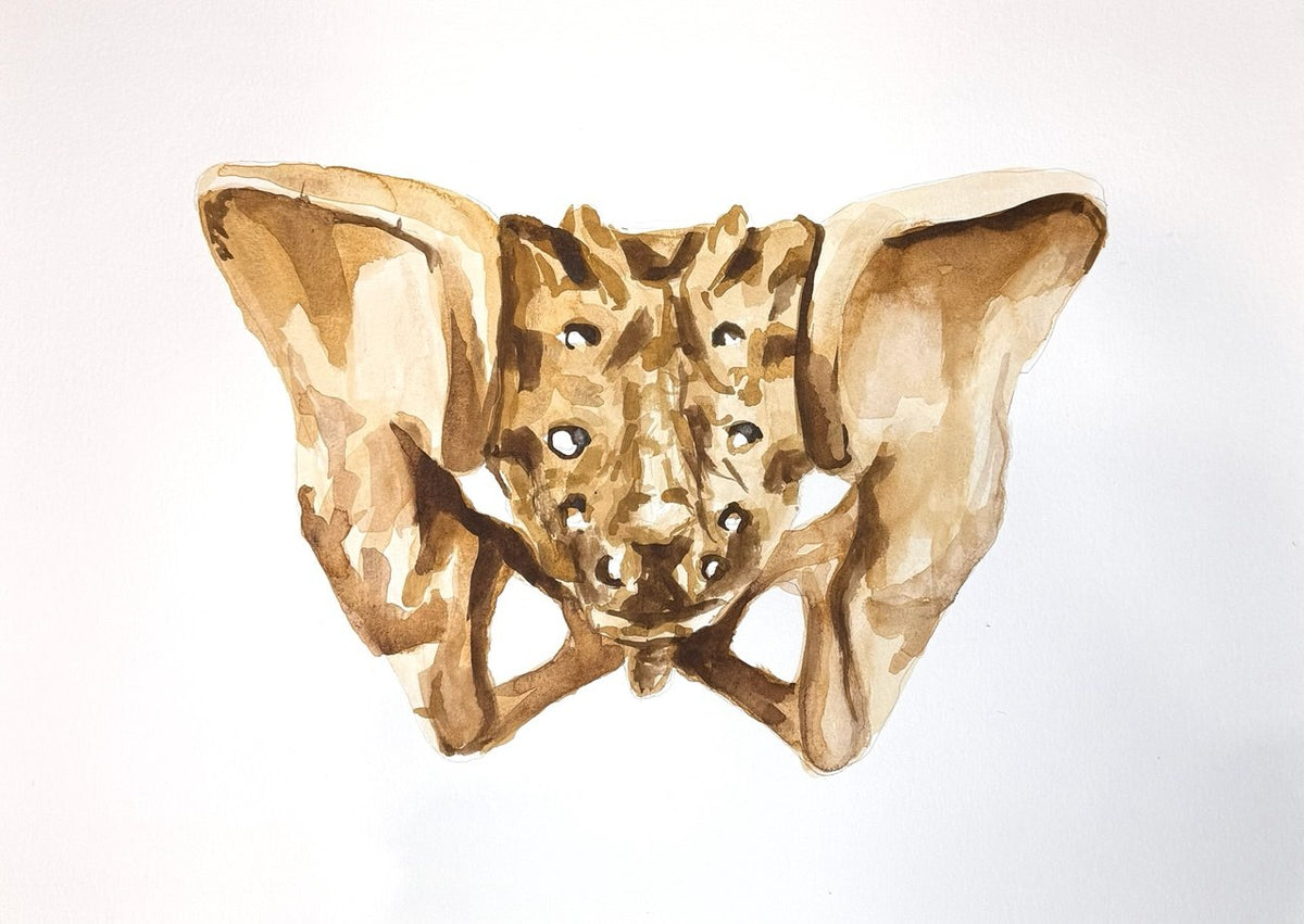 Estudio osteológico, acuarela sobre papel. Obra de David Pujalte